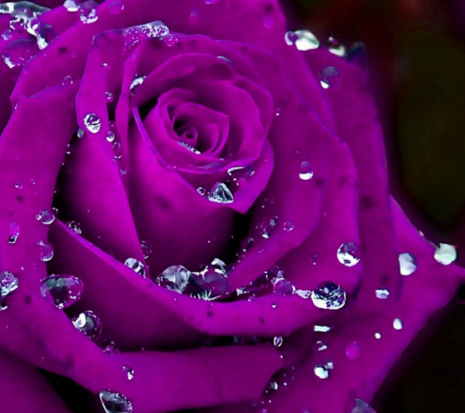 Um close de uma rosa roxa com gotas de água em cima (flor, amor, natural, natureza, novo)