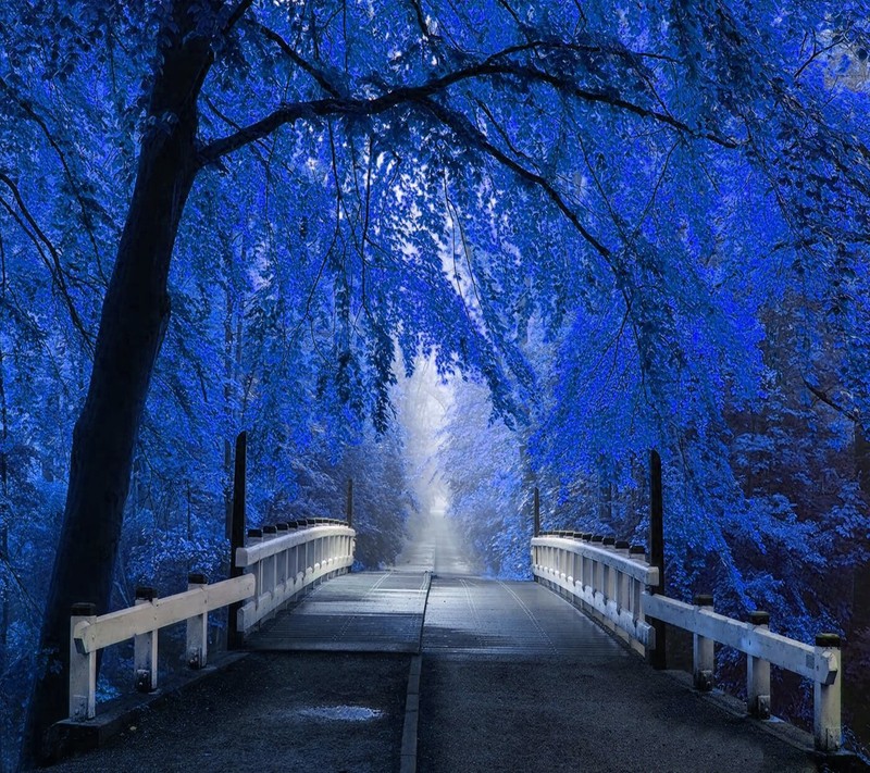 Un pont arafed avec des arbres et du brouillard dans une forêt bleue (paysage, nature)