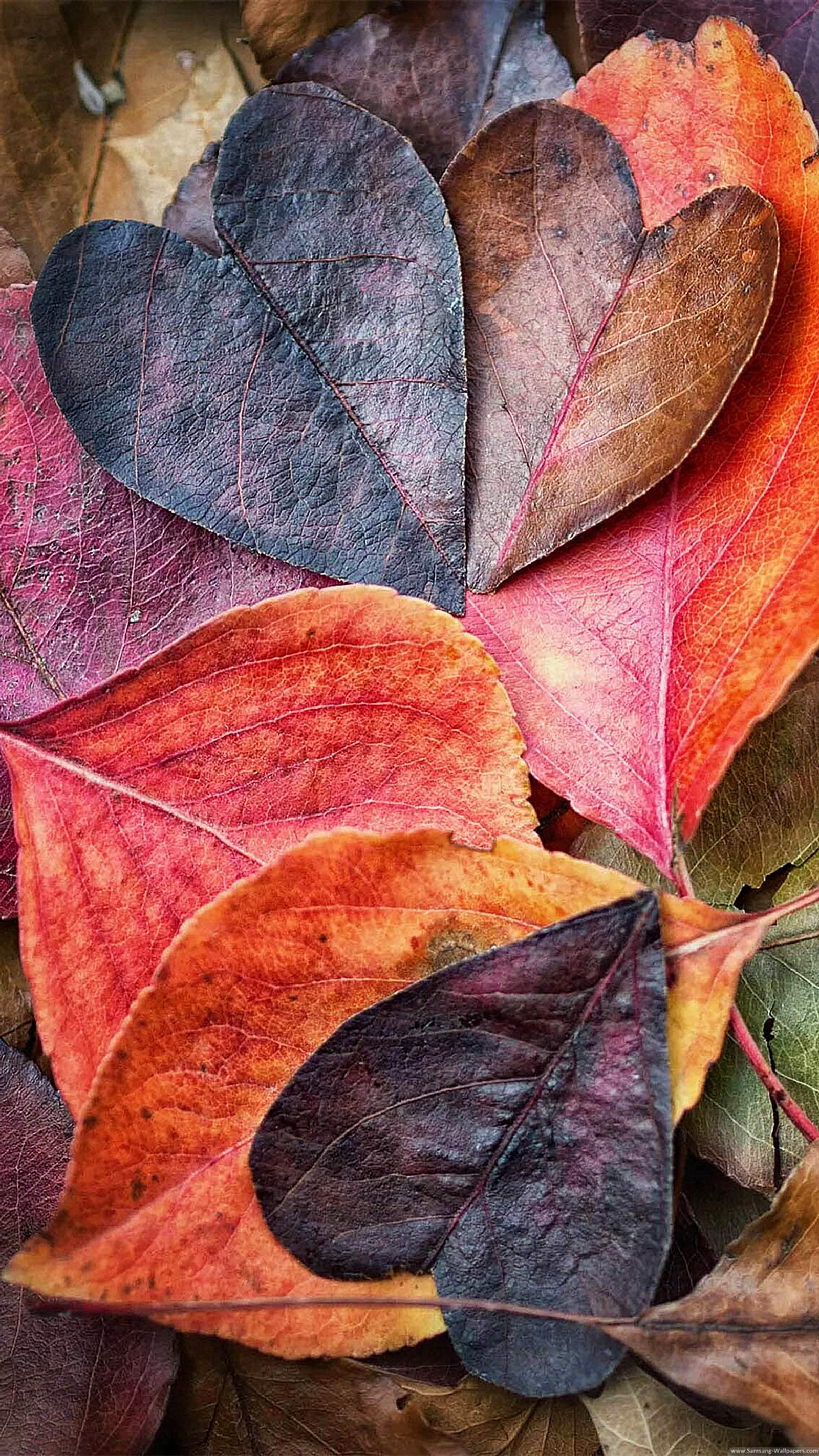 Un gros plan d'un tas de feuilles posées sur le sol. (cœur, feuilles, nature)