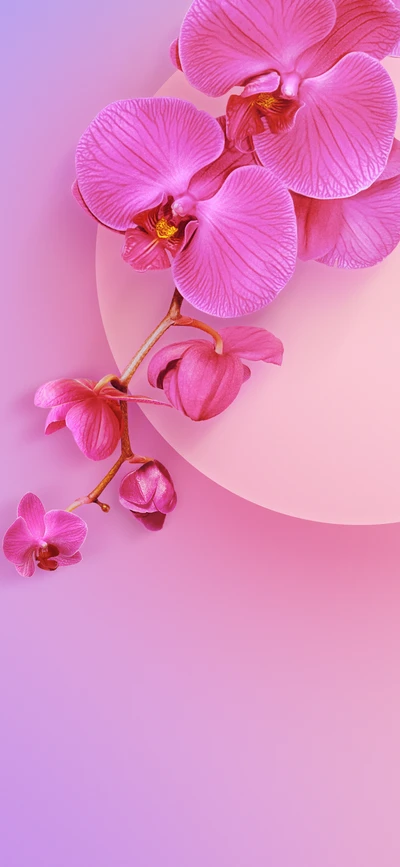 Orquídeas rosas elegantes sobre un fondo de degradado suave