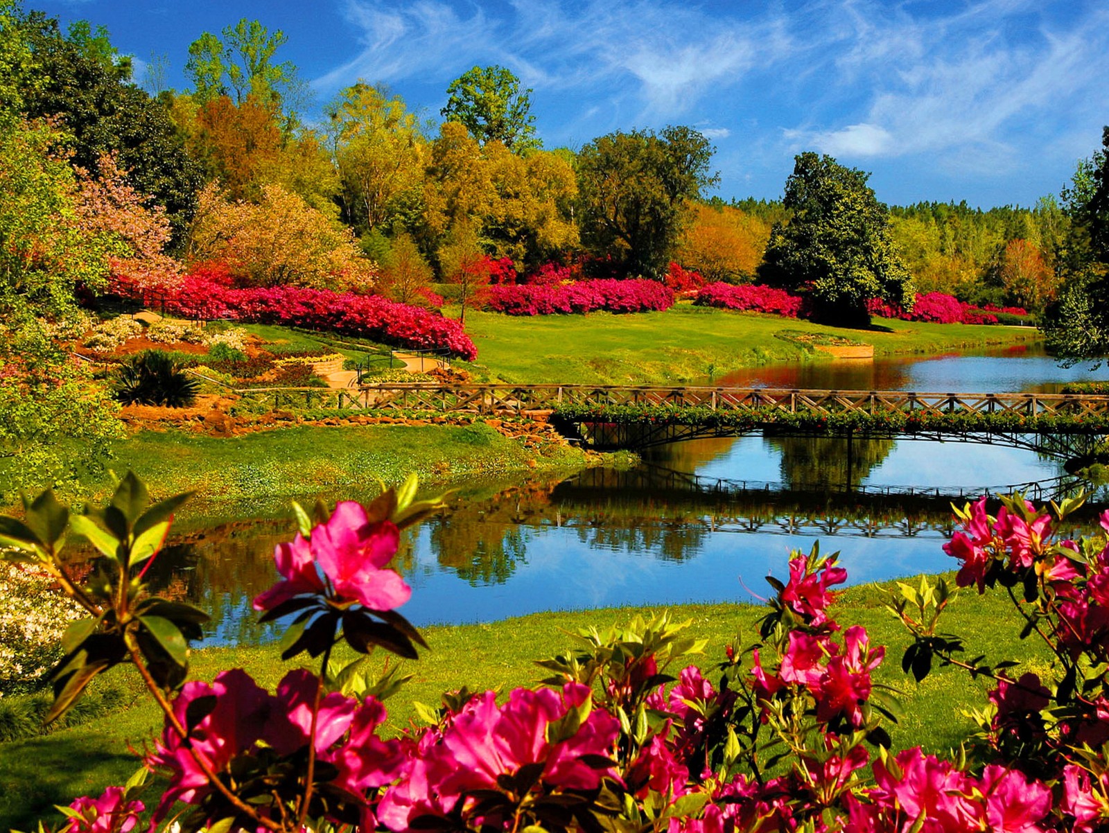 A view of a pond surrounded by flowers and trees (landscape, nature, spring)