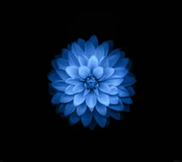 apfel, blau, blume, blumen, hd