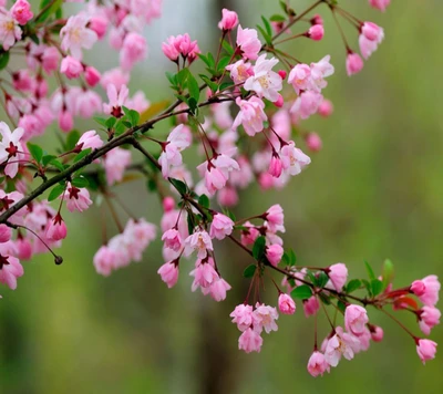 flowers, little