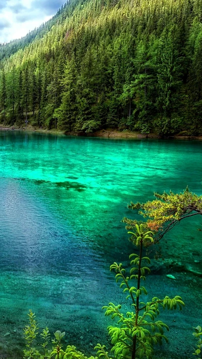 genial, bosque, verde, lago, paisaje