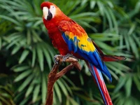 macaw, parrot, parrots wallpaper