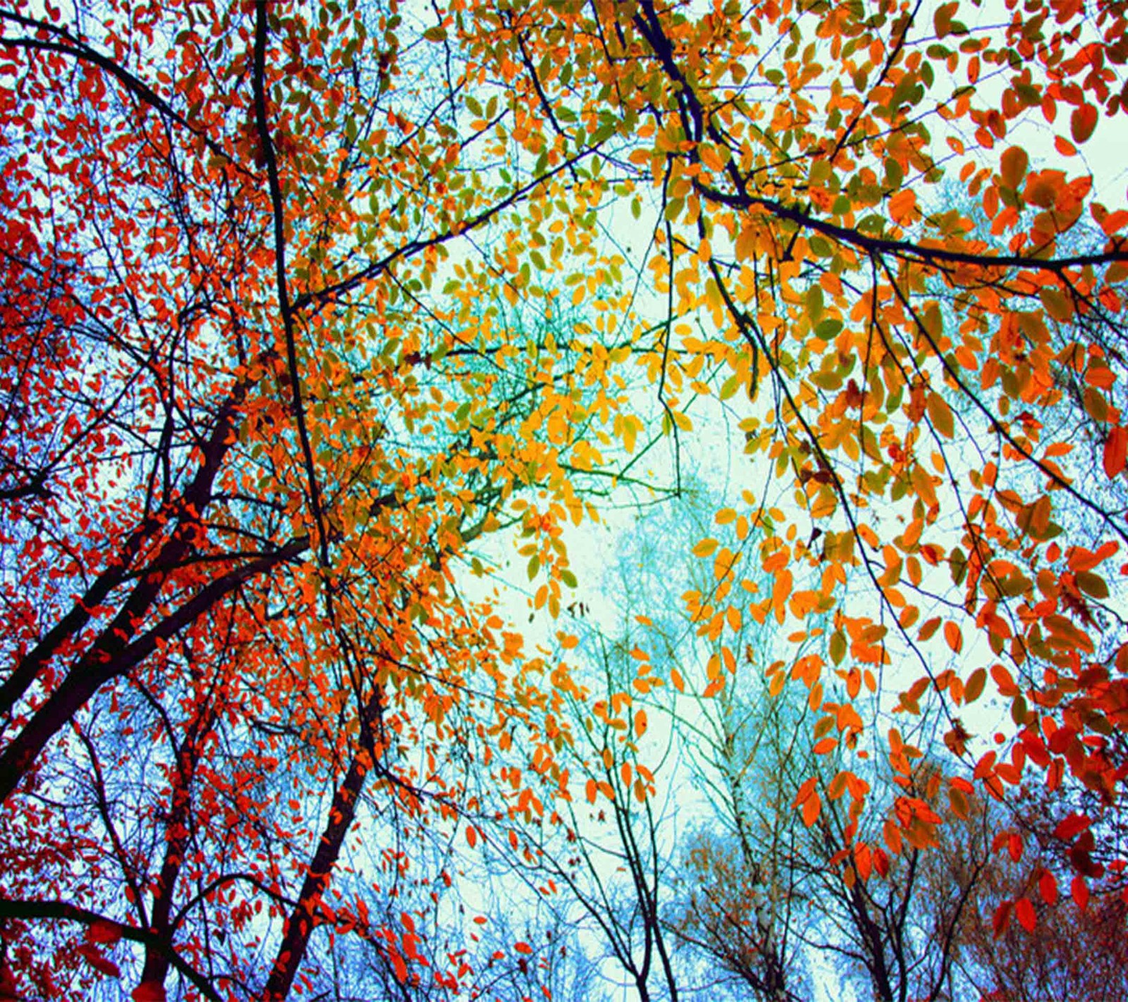 autumn, dry, leaves, season, winter wallpaper