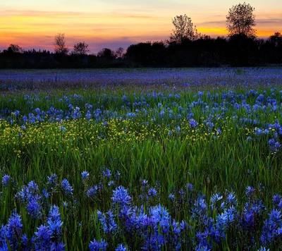 azul, flores, amarelo