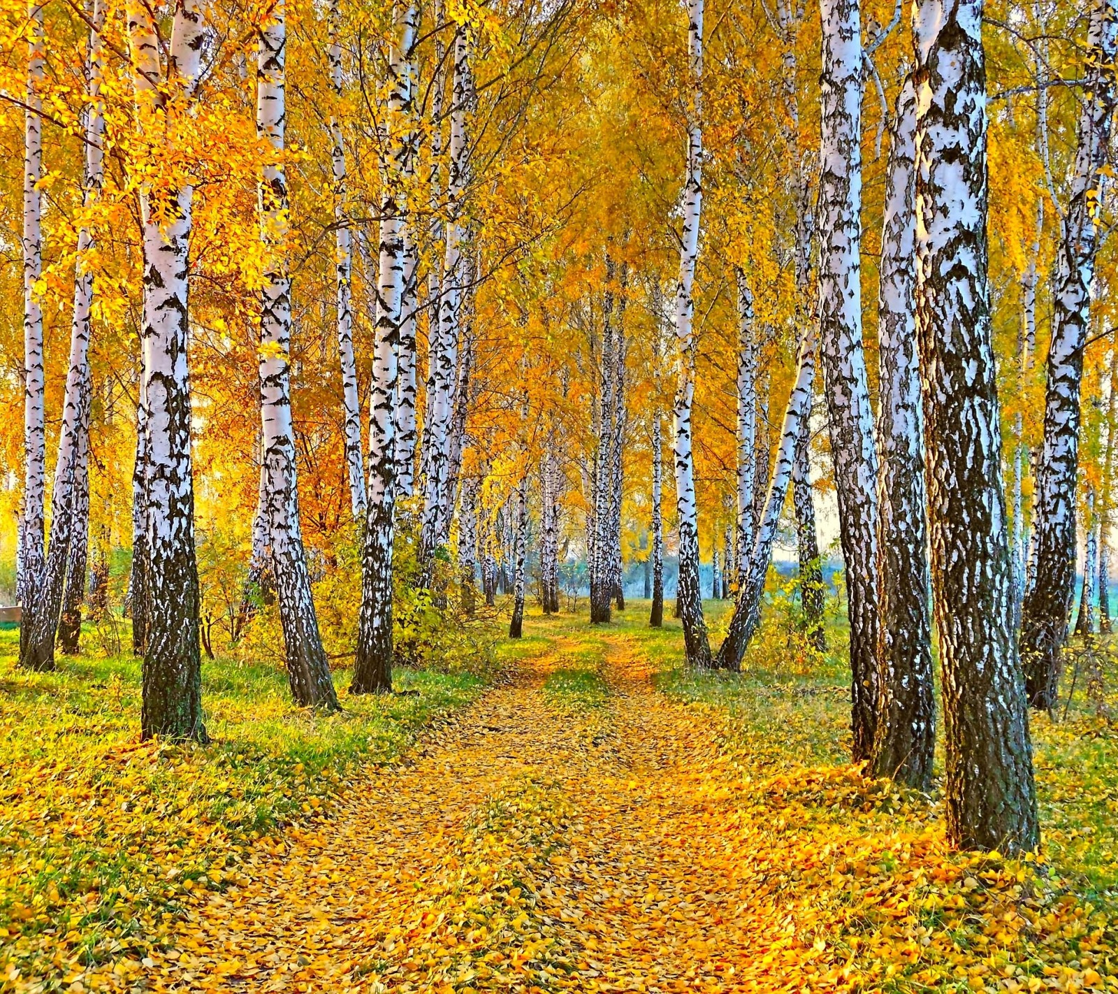 autumn, gold, leaves, trail wallpaper