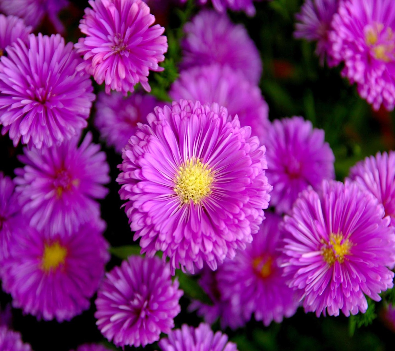 Lila blumen mit gelben zentren sind in einem garten (gut, blick)