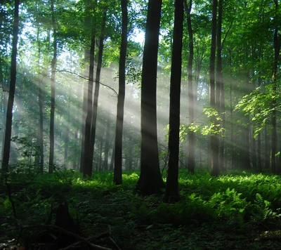 Raios de sol passando por uma floresta exuberante