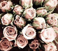 pink, roses wallpaper