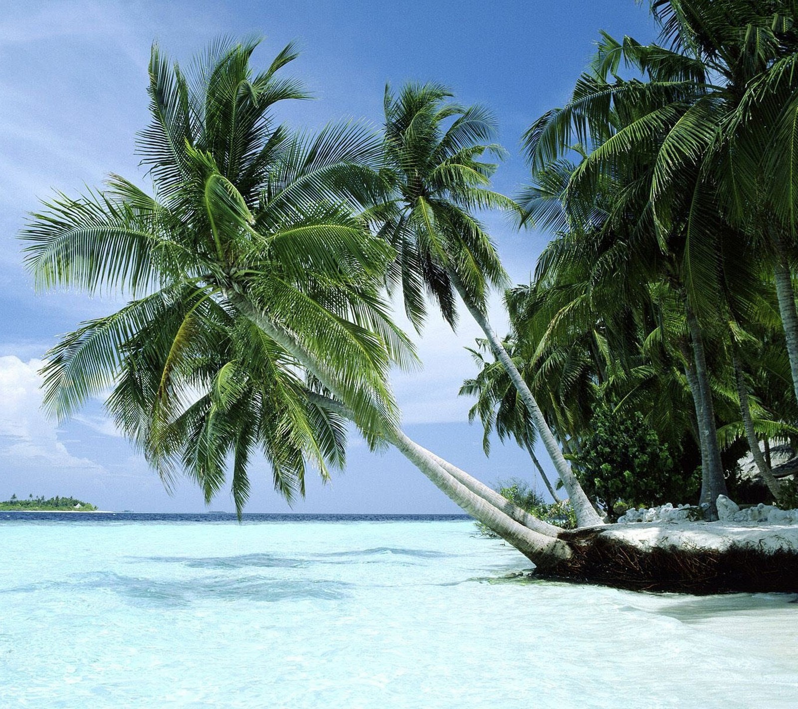 Il y a deux palmiers qui penchent au-dessus de l'eau (plage, bleu, palmiers, été)