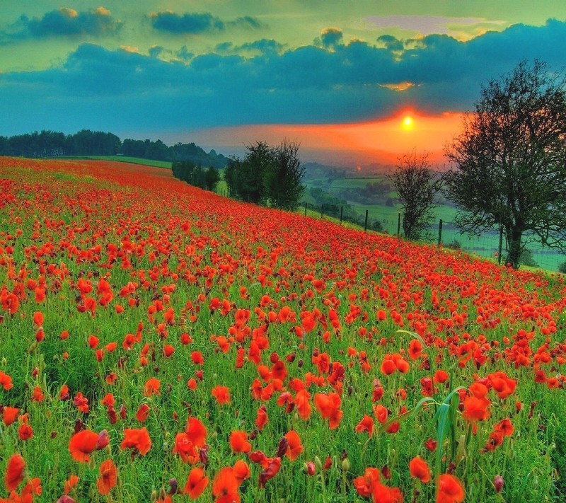 Acercamiento a un campo de flores rojas con un atardecer de fondo (naturaleza)