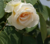 flor, naturaleza, rosa