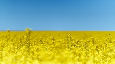 Vibrant yellow rapeseed field under a clear blue sky.