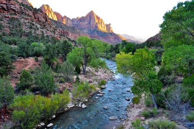 Arroyo tranquilo que fluye a través de la vegetación exuberante en el Parque Nacional Zion