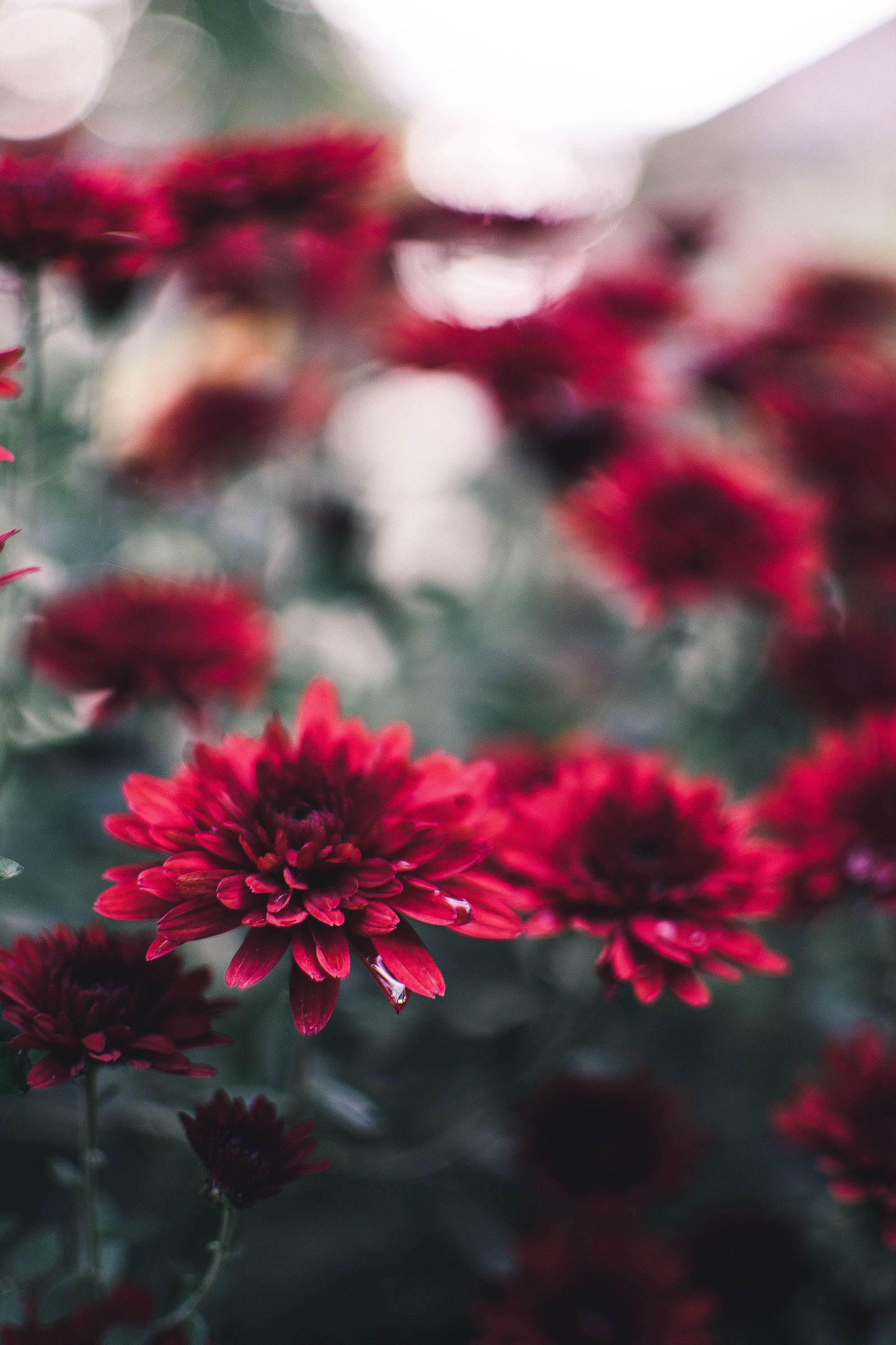 Il y a beaucoup de fleurs rouges qui poussent dans le jardin (chrysanthème, plante à fleurs, plante, rose, heure dorée)