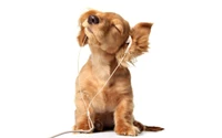 Un chiot joyeux avec des oreilles tombantes écoute de la musique, incarnant la pure félicité et la créativité.