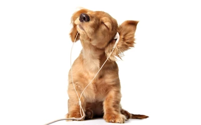 Un cachorro alegre con orejas caídas escucha música, personificando pura felicidad y creatividad.