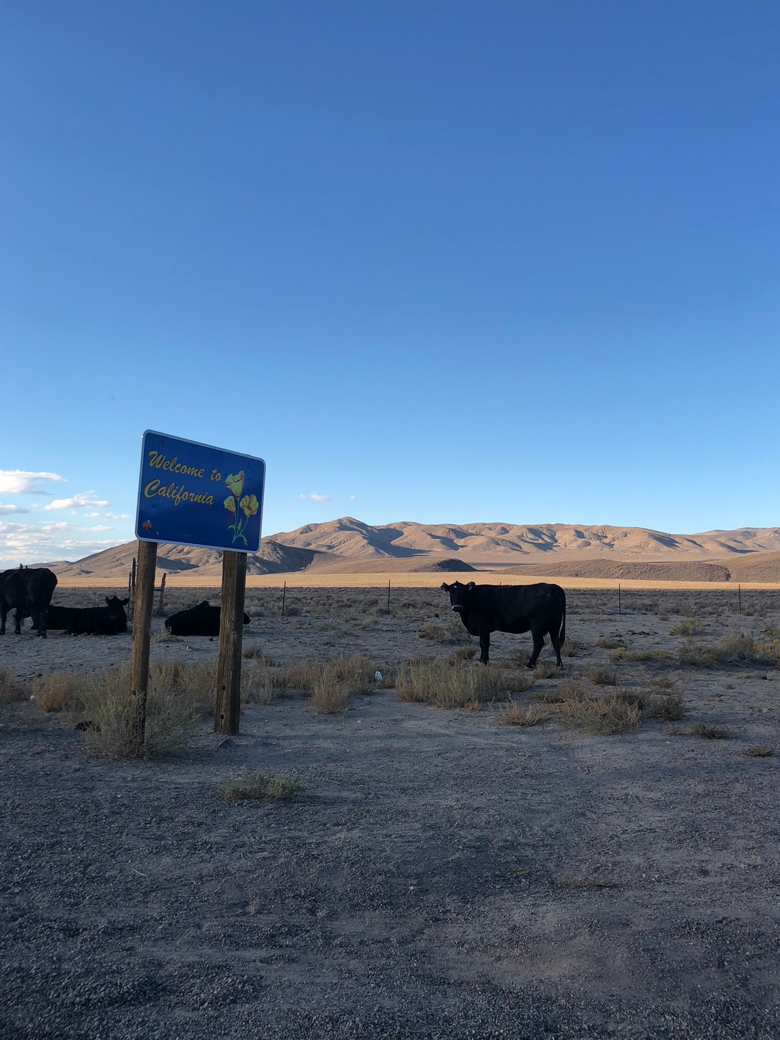 Há muitas vacas paradas no deserto perto de uma placa (eua, usa, nevada, vale da morte, parque nacional do vale da morte)