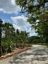 Caminho verde através de um jardim botânico tropical com palmeiras e folhagem exuberante