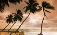 Tropical Palm Trees Against a Dramatic Ocean Sky