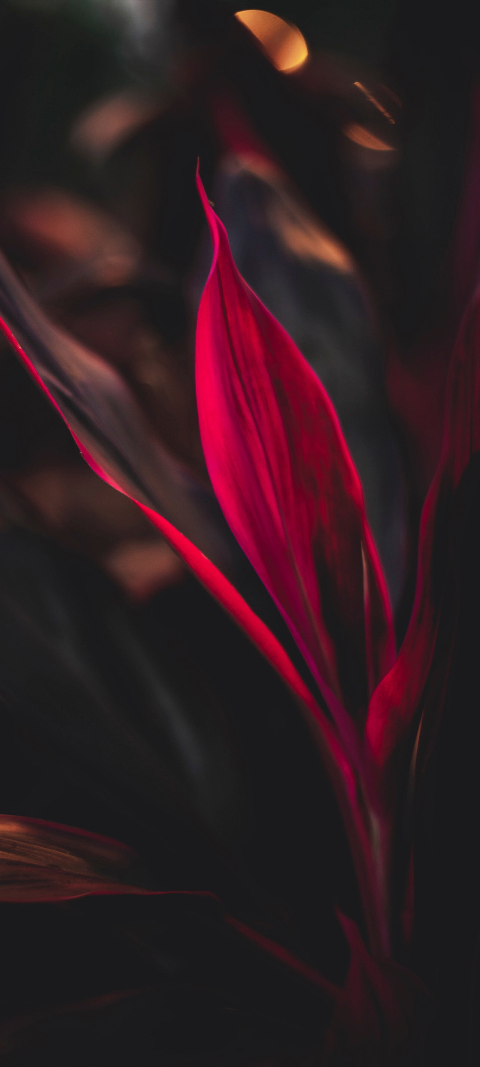 A close up of a red flower with a blurry background (flower, petal, terrestrial plant, magenta, flowering plant)