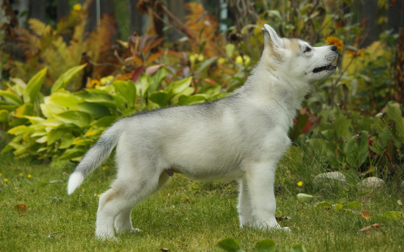 Un chiot arabe debout dans l'herbe regardant vers le haut (chien, husky sibérien, chiot, race de chien, husky)