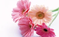 Flores de gerbera elegantes em rosa suave e pêssego