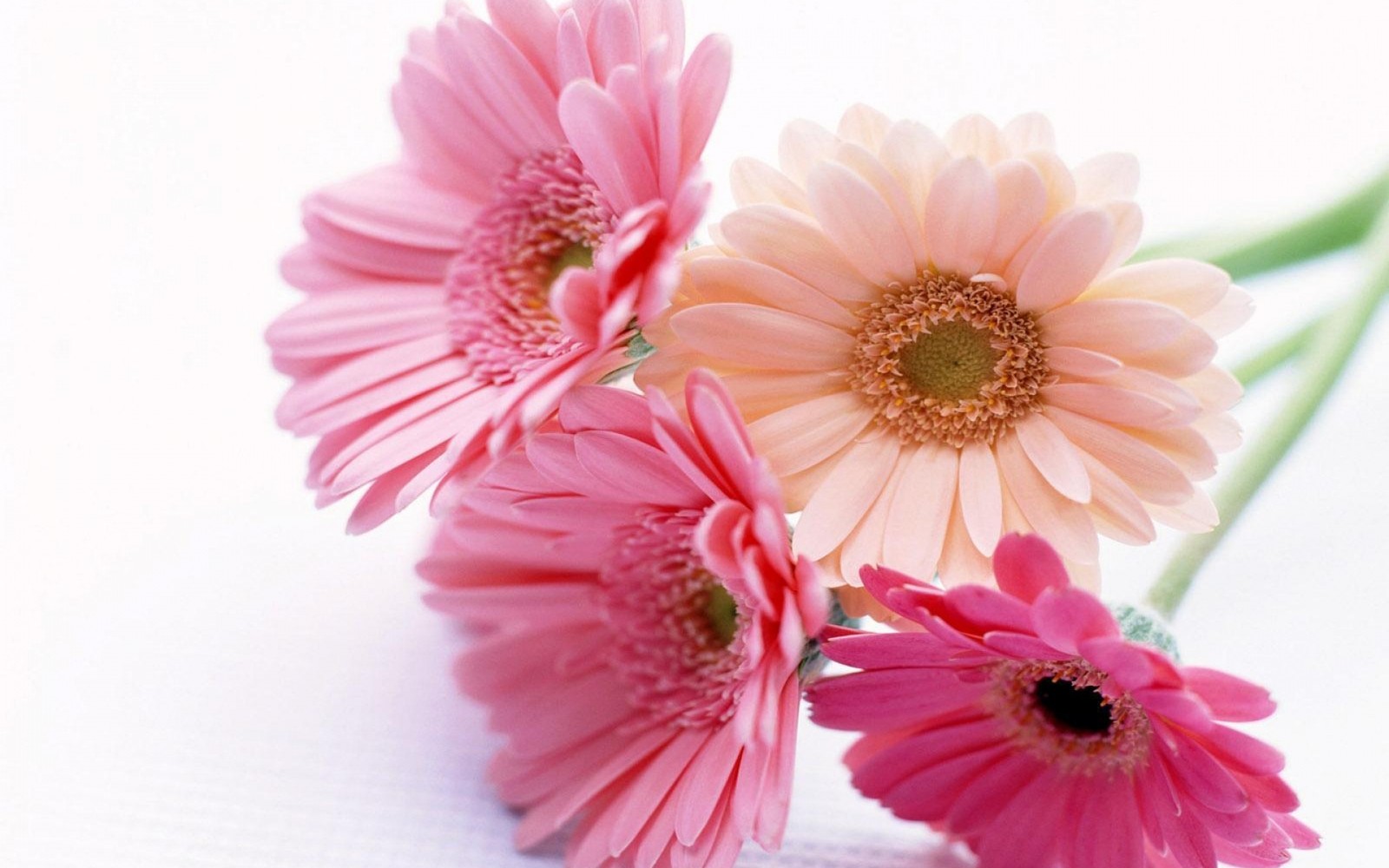 Hay tres flores rosas que están sobre una mesa (flores cortadas, diseño floral, planta floreciendo, gerbera, pétalo)