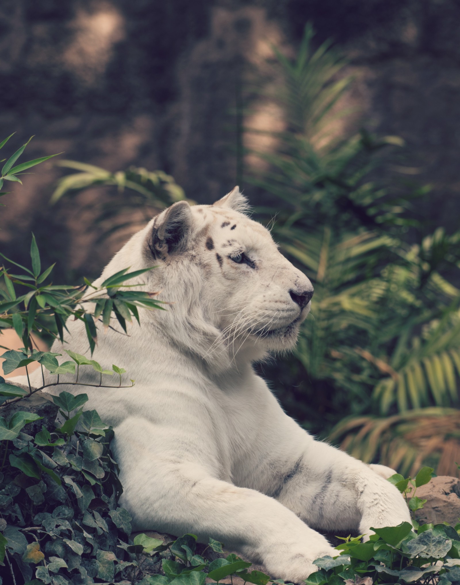 Un tigre blanco acostado en la hierba (vida silvestre, felidae, animal terrestre, tigre, grandes felinos)