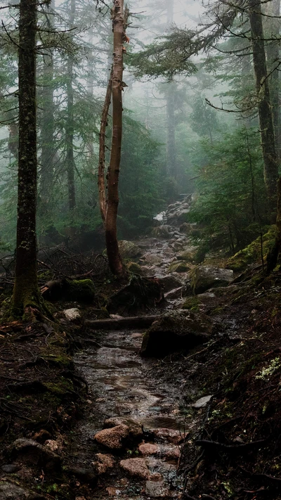 Misty Forest Pathway Through Lush Greenery