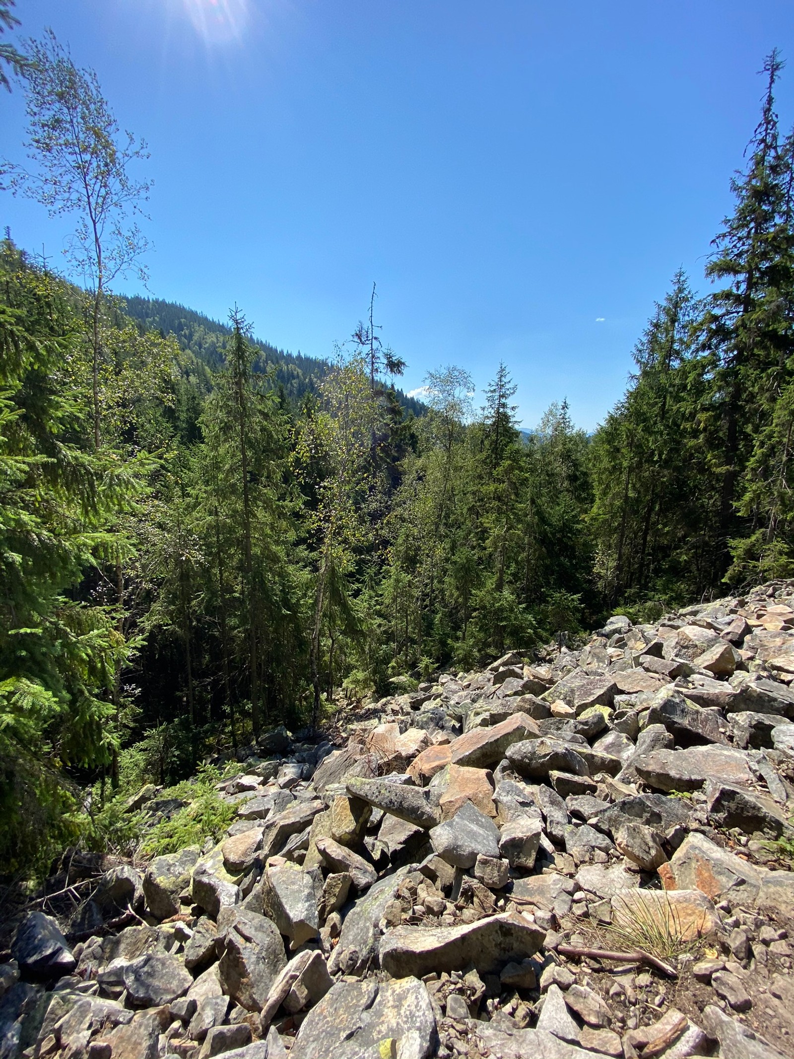 There is a rocky trail with lots of rocks and trees (wilderness, rock, plant community, bedrock, forest)