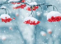 winter, snow, freezing, rowan, branch