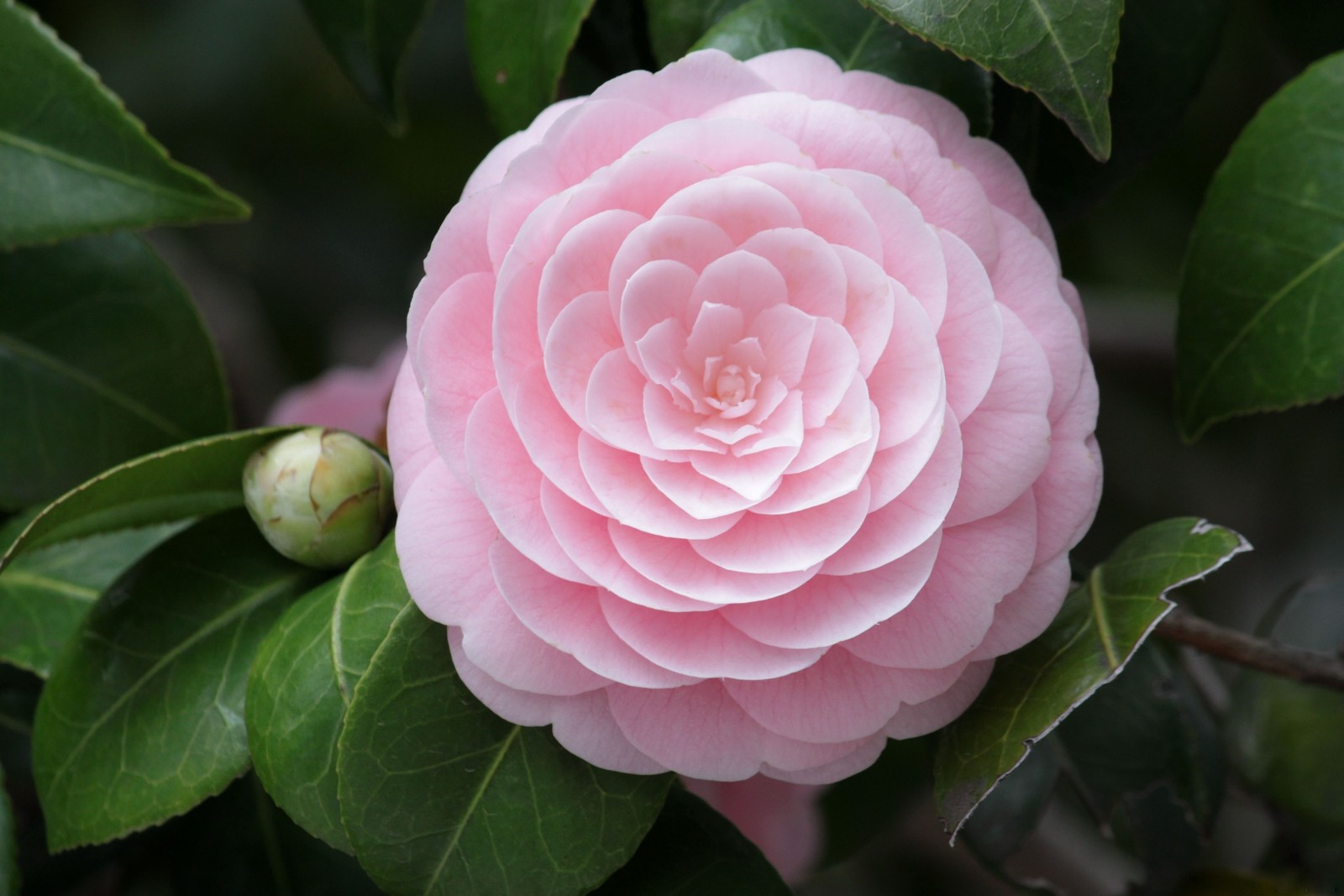 Un primer plano de una flor rosa con hojas verdes en un árbol. (camelia japonesa, planta floreciendo, camelias, rosa, pétalo)