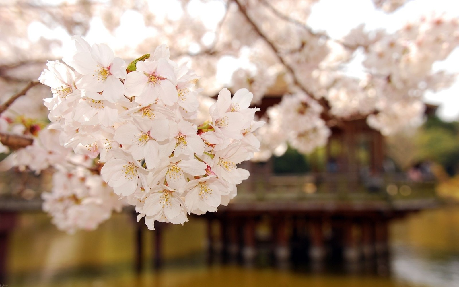 There is a close up of a tree with white flowers (blossom, cherry blossom, spring, plant, branch)