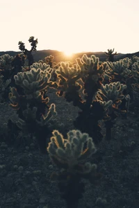 Silhouettes de cactus cholla contre un coucher de soleil doré