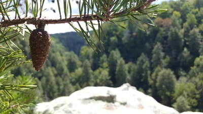 Cono de pino con un exuberante fondo de bosque de Banff