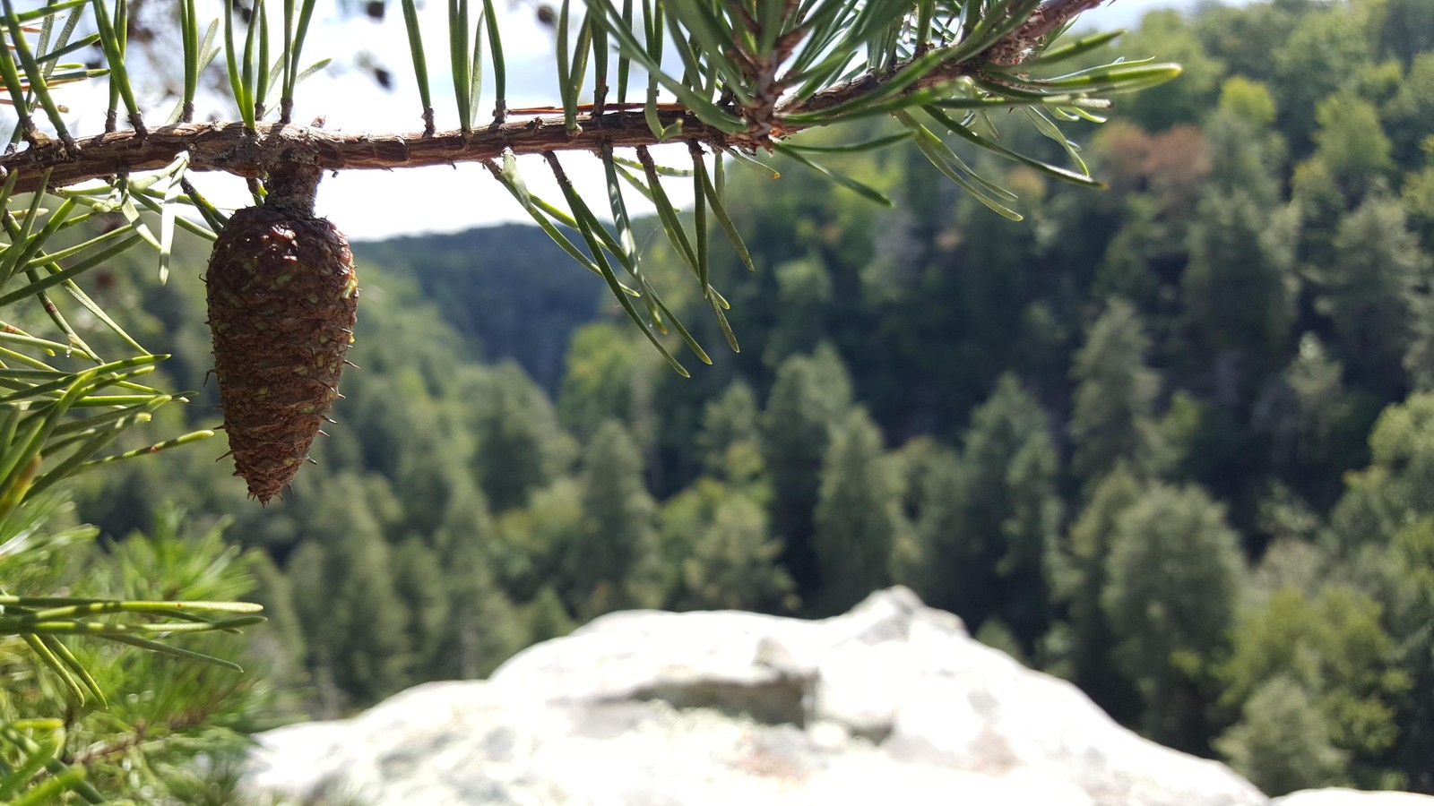 A close up of a pine cone hanging from a tree branch (biome, pine, tree, banff, pine family)