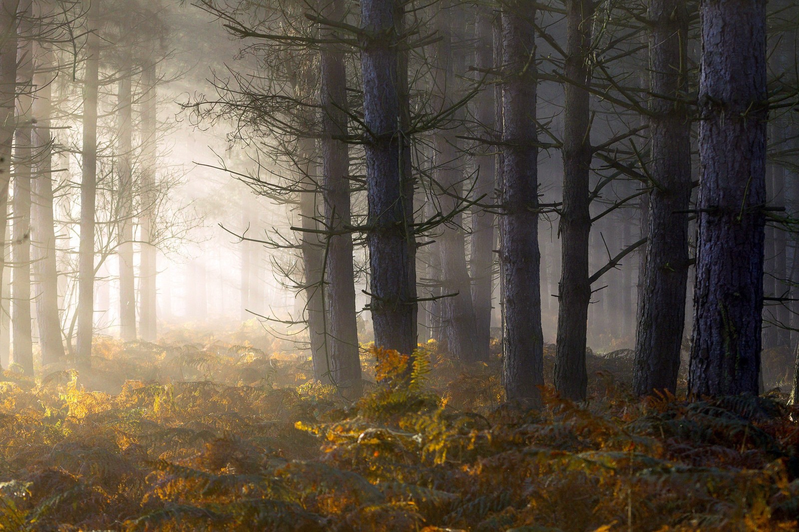 Bäume in einem wald mit einem nebligen himmel und sonne, die durch die bäume scheint (wald, baum, waldland, fichte, atmosphäre)