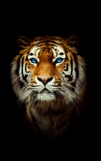 bengal tiger, siberian tiger, felidae, human body, whiskers wallpaper