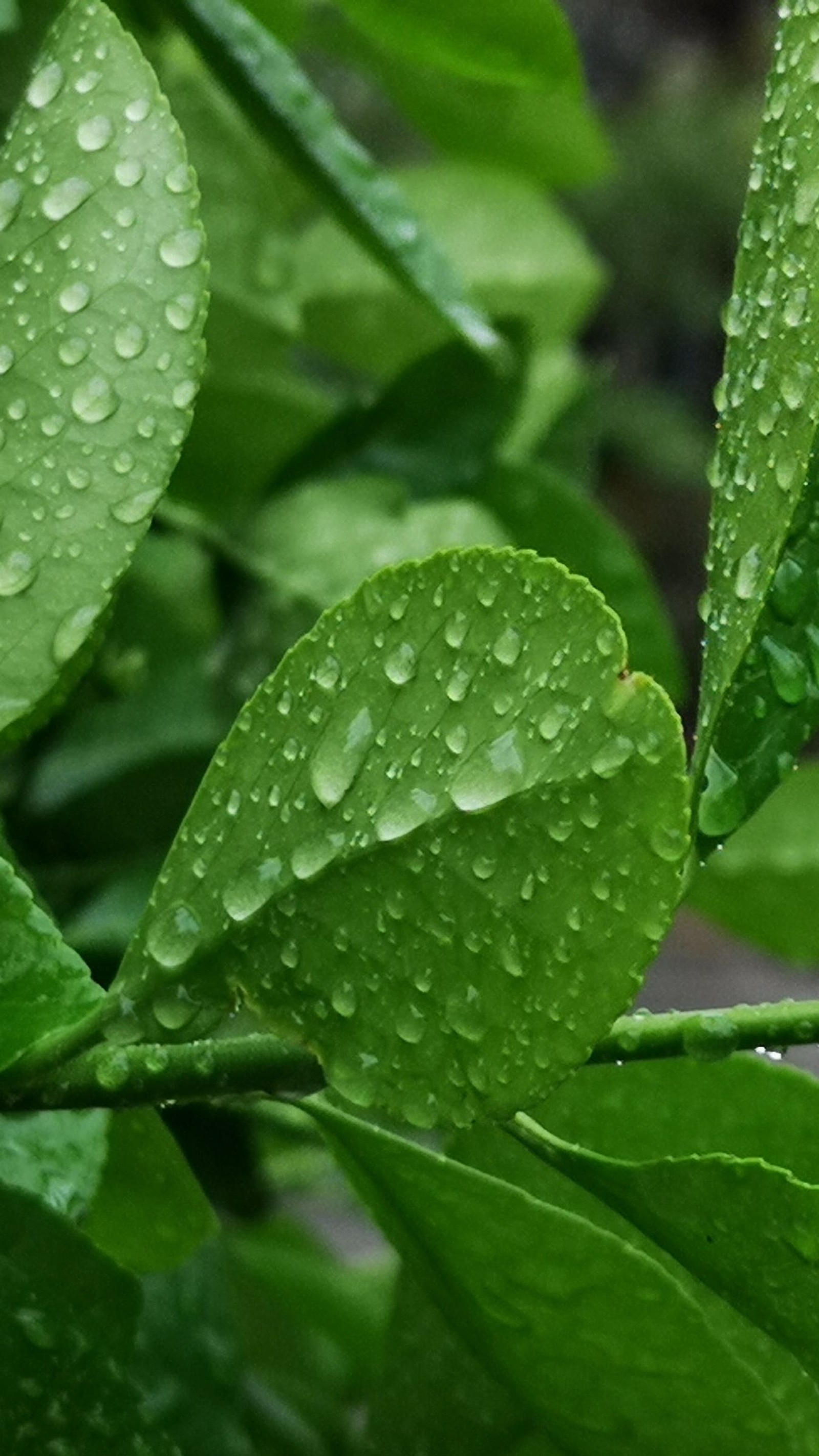 Eine nahaufnahme einer grünen pflanze mit wassertropfen darauf (blatt, zweig, pflanze, wasser, flüssigkeit)