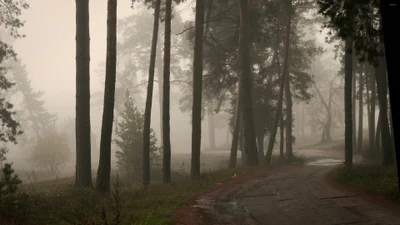 Caminho matinal enevoado através de uma floresta de abetos