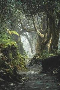 Sendero místico del bosque a través del bosque antiguo