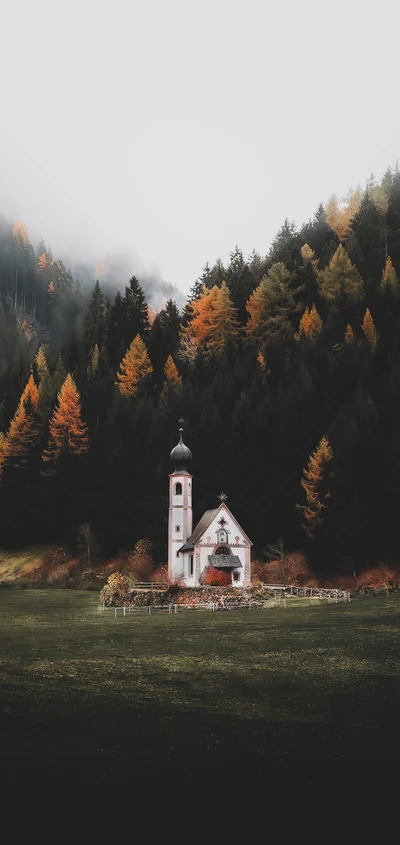 natur, pflanze, fenster, natürliche landschaft, baum