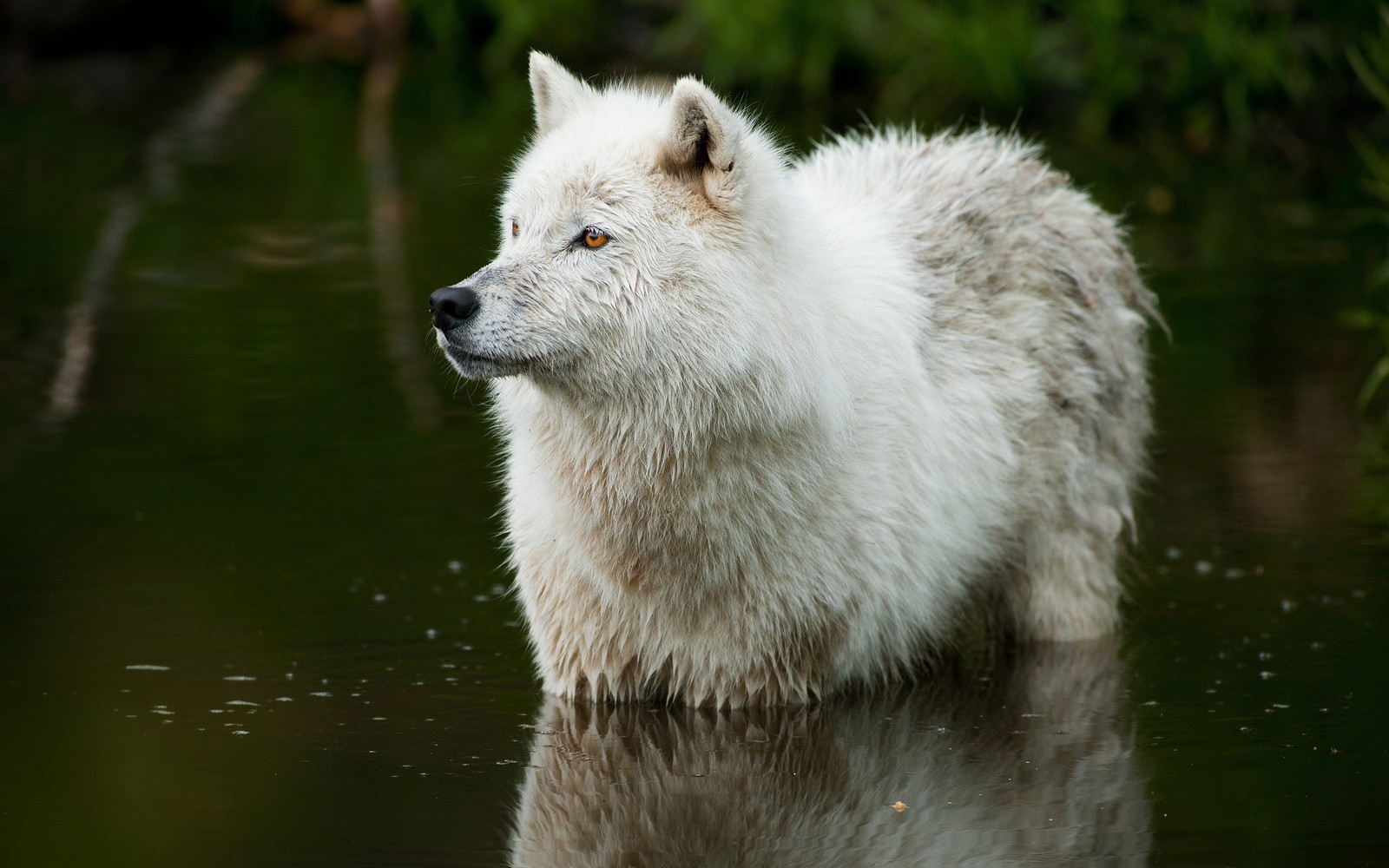 Ein weißer wolf steht im wasser und schaut auf etwas (wildleben, wasser, grönlandhund, fauna)