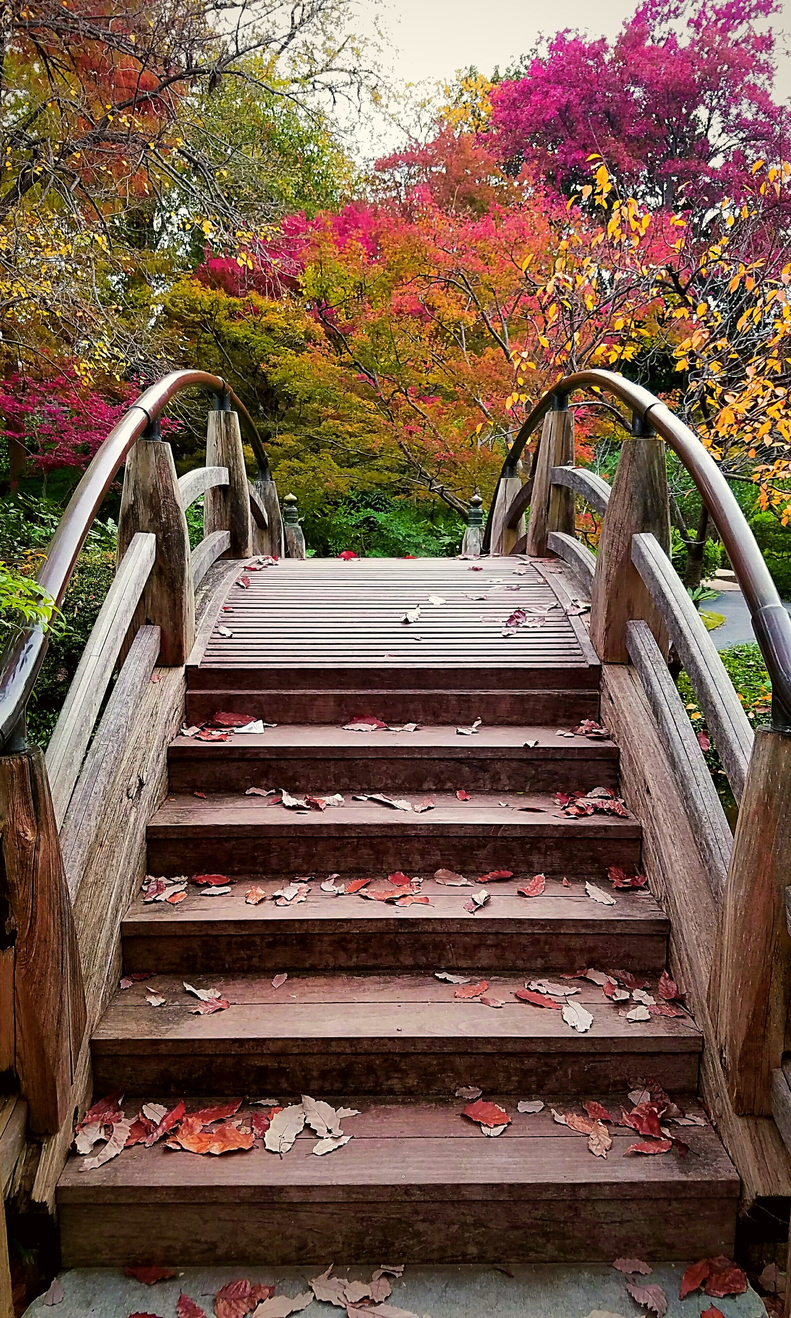 Escalones de madera árabe que conducen a un puente de madera en un parque (otoño, puente, hojas, escalera)