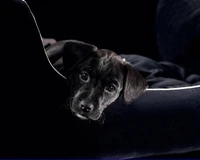 Chiot noir curieux reposant sur une chaise