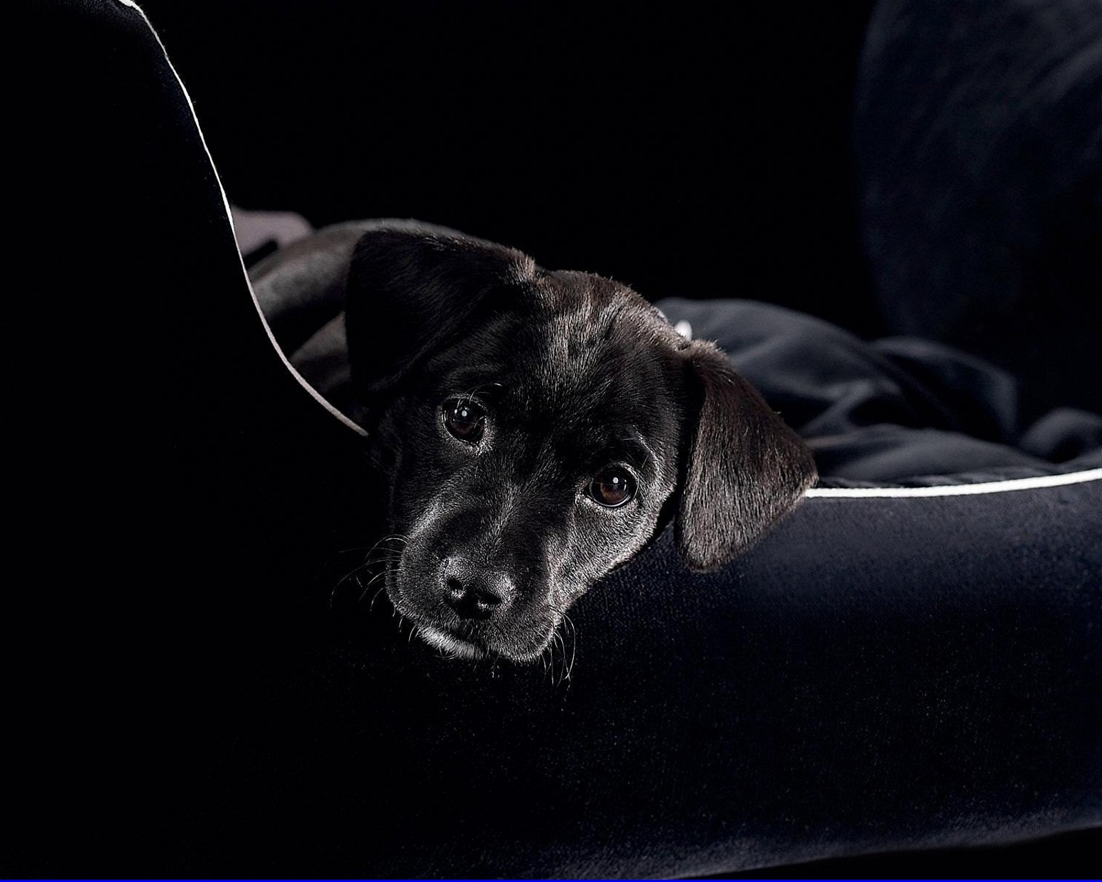 Um cachorro preto deitado em um sofá (cadeira, orelhudo, olhar, tame)