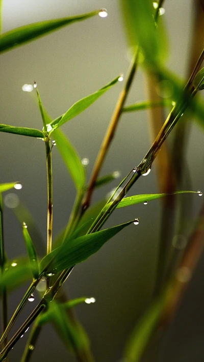 Folhas verdes frescas adornadas com gotas de orvalho